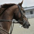 selective focus of brown horse