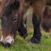 brown cow eating grass during daytime