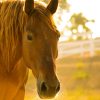 photo of brown horse during day time
