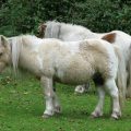 a couple of white horses standing on top of a lush green field