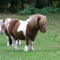 two ponies standing in a grassy field with trees in the background